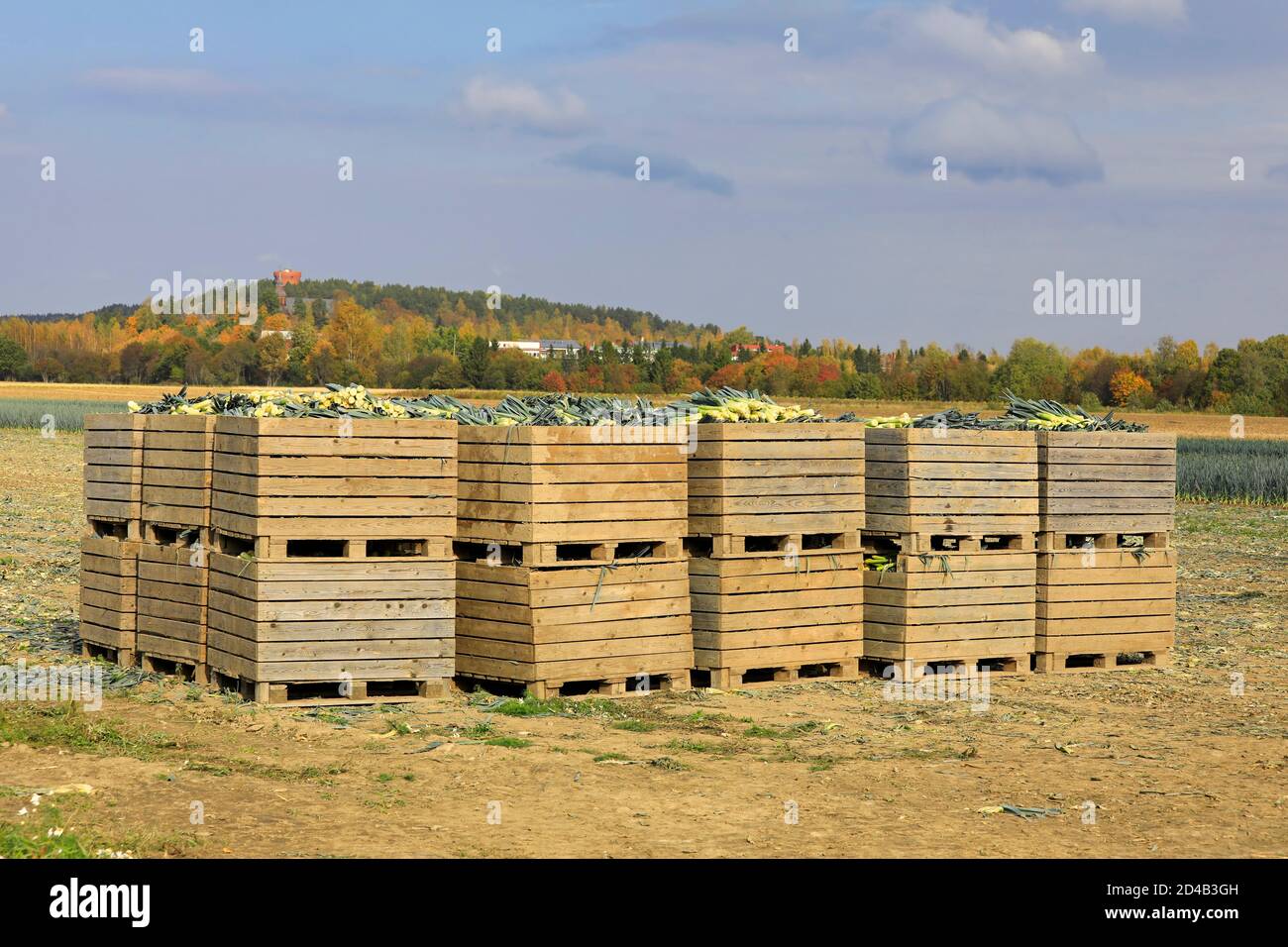Boxes of harvested leek, Allium ampeloprasum, at the edge of leek field on a sunny day of autumn in Finland. Stock Photo