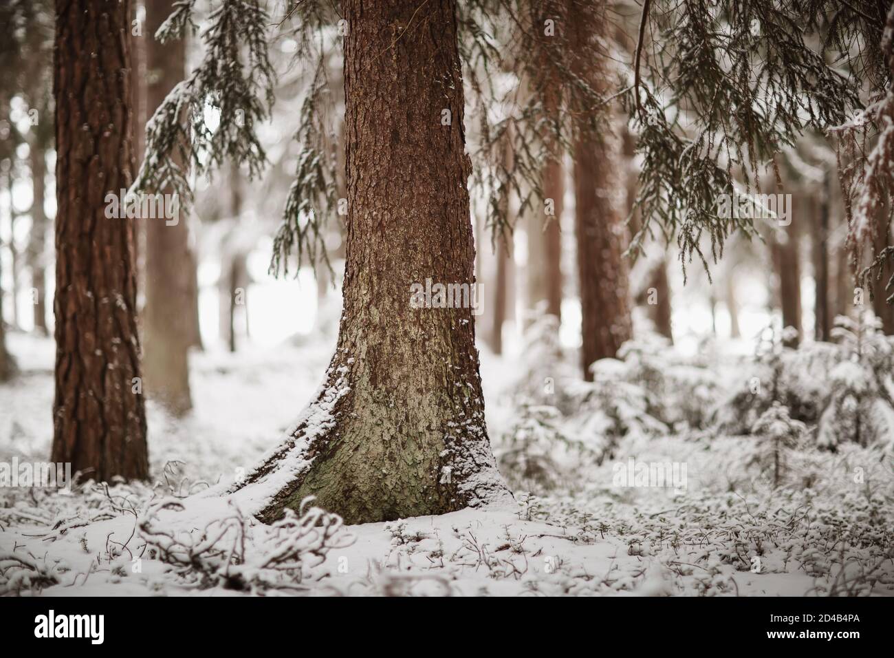 Beautiful trees covered with snow in the winter forest Stock Photo - Alamy