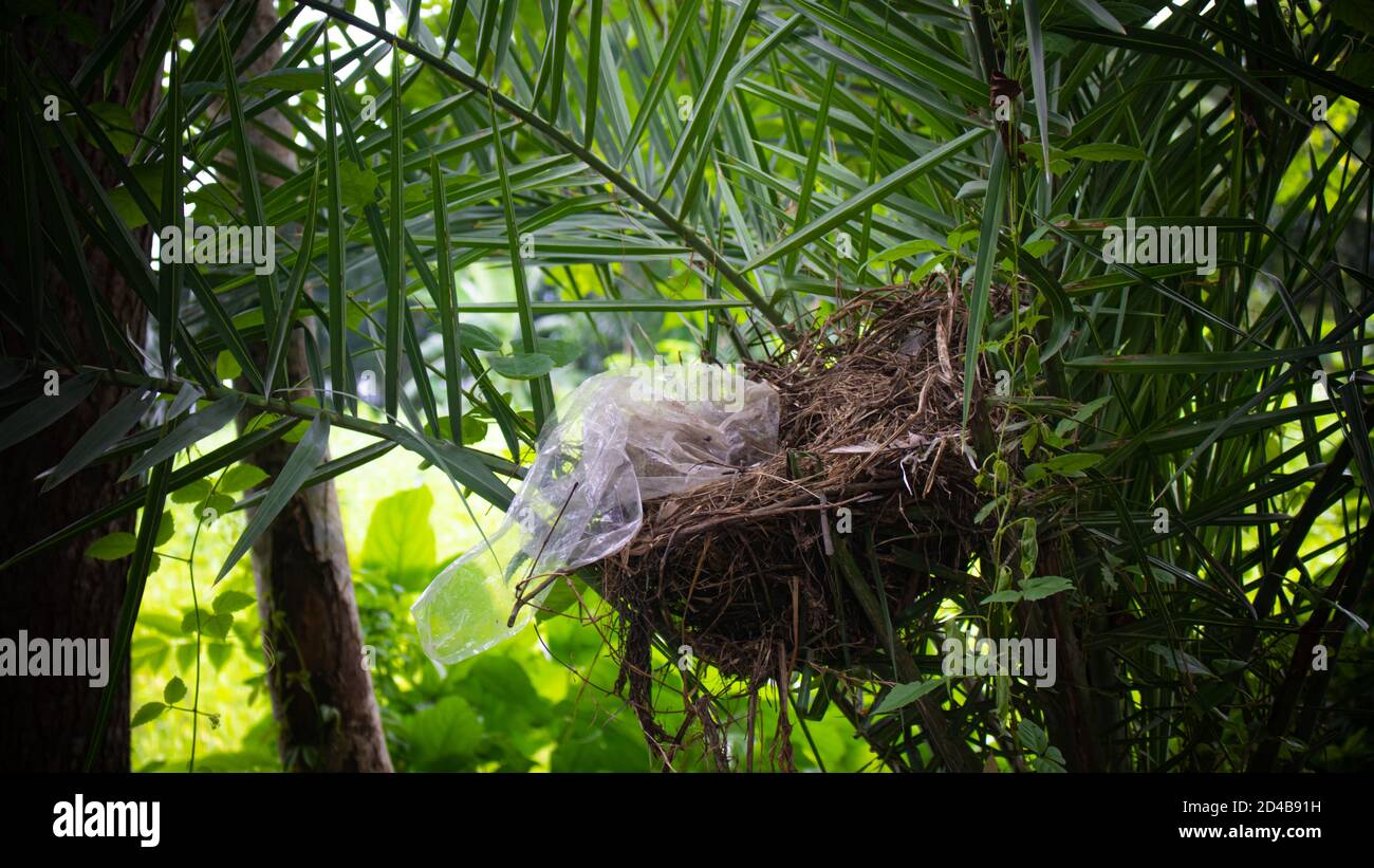 A bird nest is the spot in which a bird lays and incubates its eggs and raises its young. Stock Photo