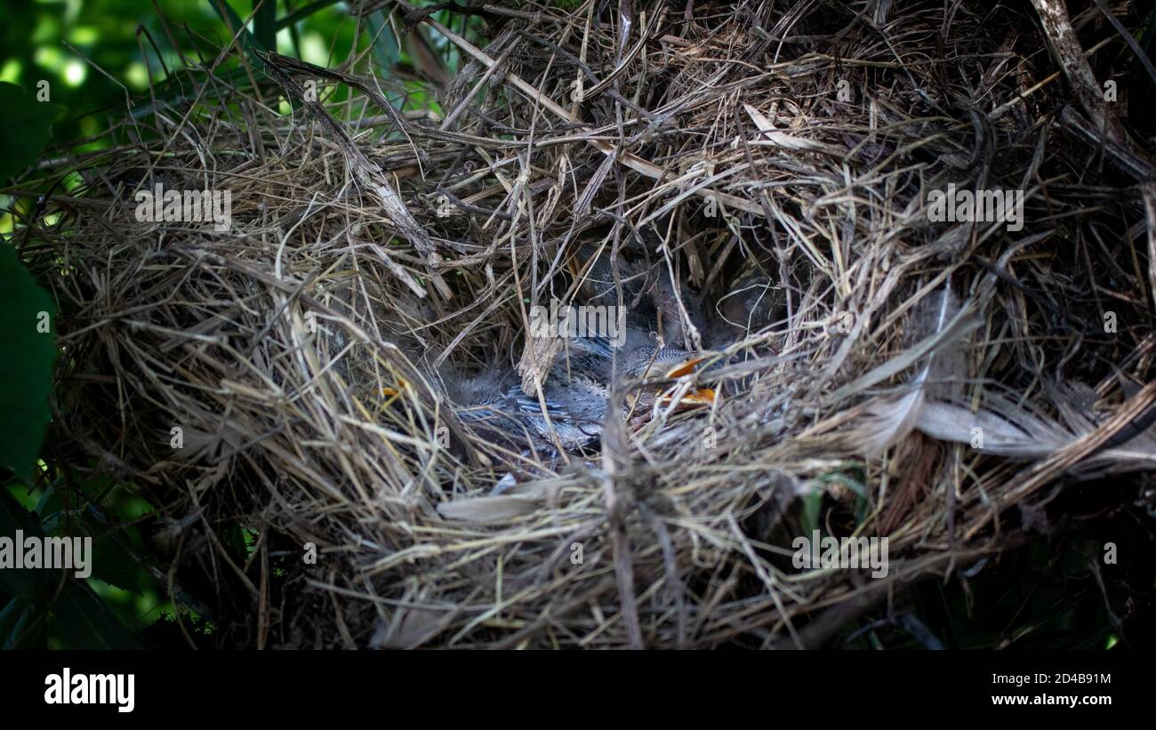 Small birds in the nest, baby birds in nest. Stock Photo