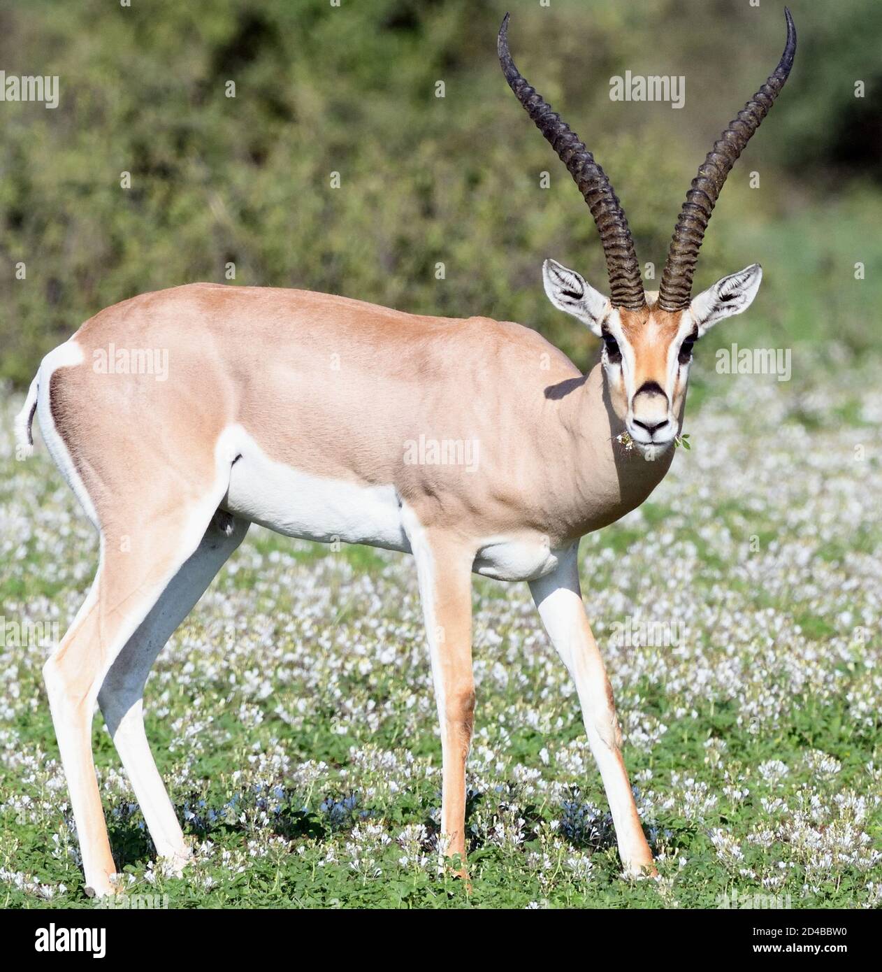 Africa grants gazelle hi-res stock photography and images - Alamy