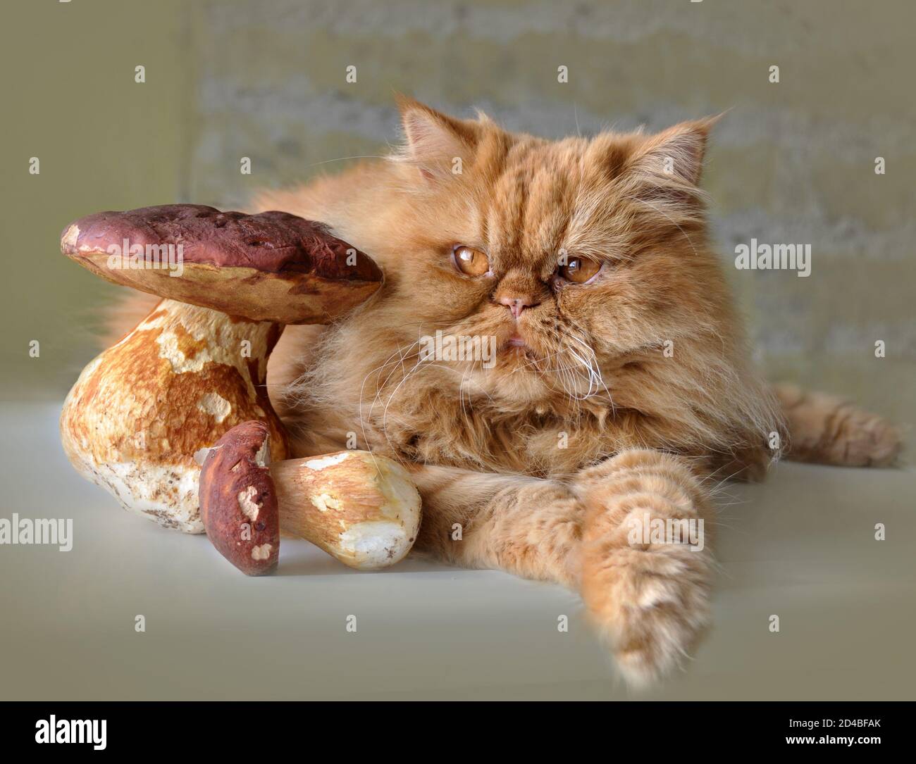 Red cat lying on a table near the mushrooms. Stock Photo