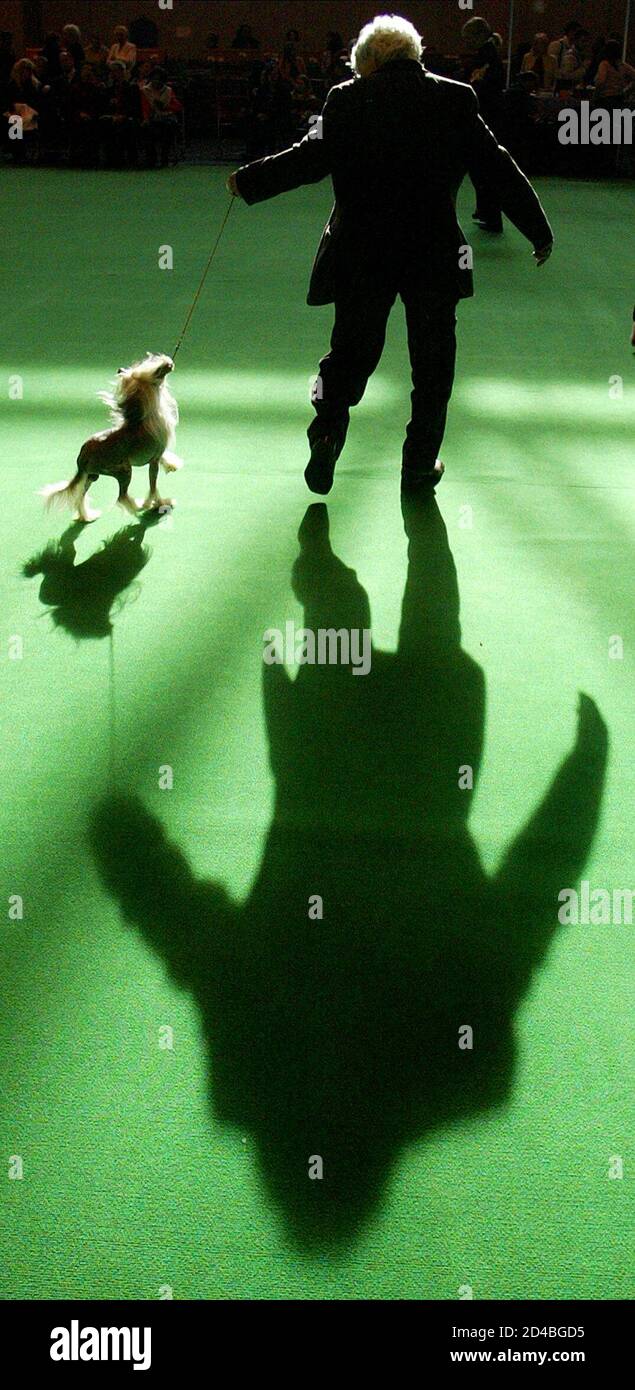 A Chinese Crested is judged in the Toy section of the 101st Crufts dog show in Birmingham, March 4, 2004. Crufts was founded in 1891 by entrepreneur Charles Cruft and has long been established as one of the world's greatest dog shows. REUTERS/Darren Staples  MR/JB Stock Photo