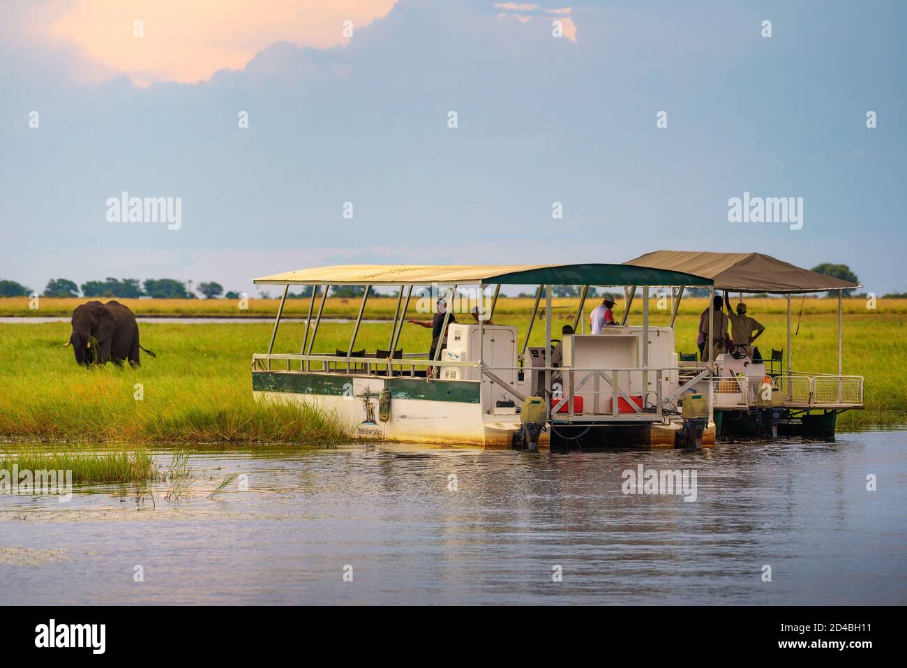 Tourists in a boat observe an elephant along the Chobe River, Botswana, Africa Stock Photo