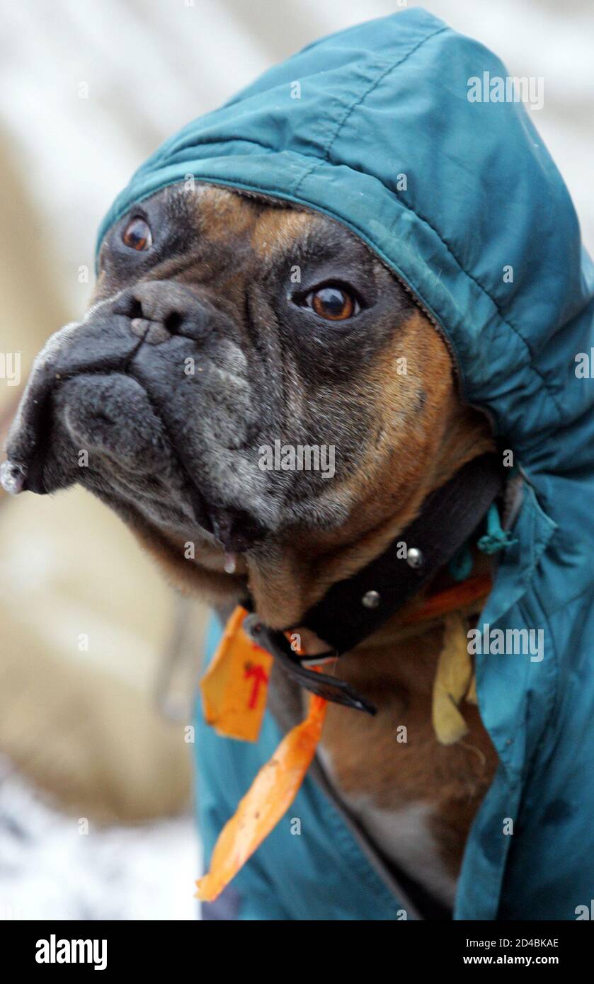 boxer dog raincoat