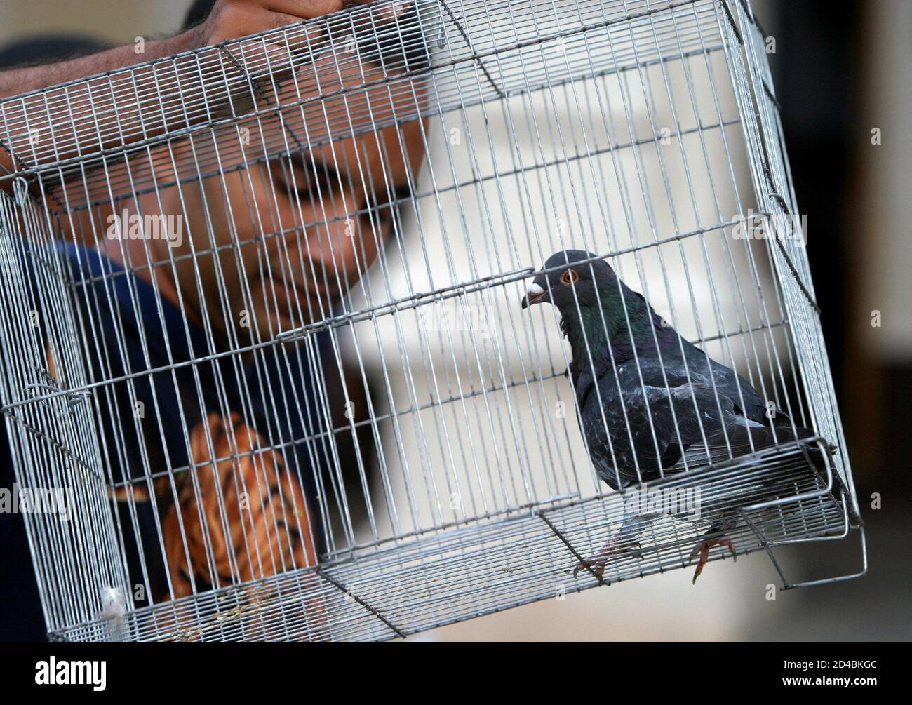 parrot cage for sale olx