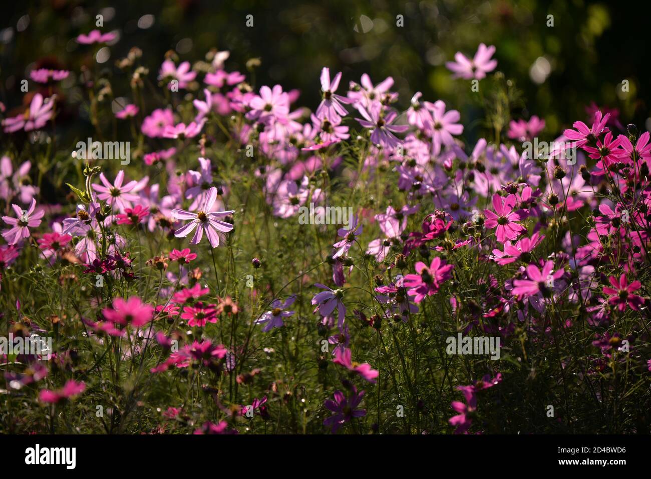 Beautifully blossomed Garden Cosmos flowers in the field Stock Photo ...