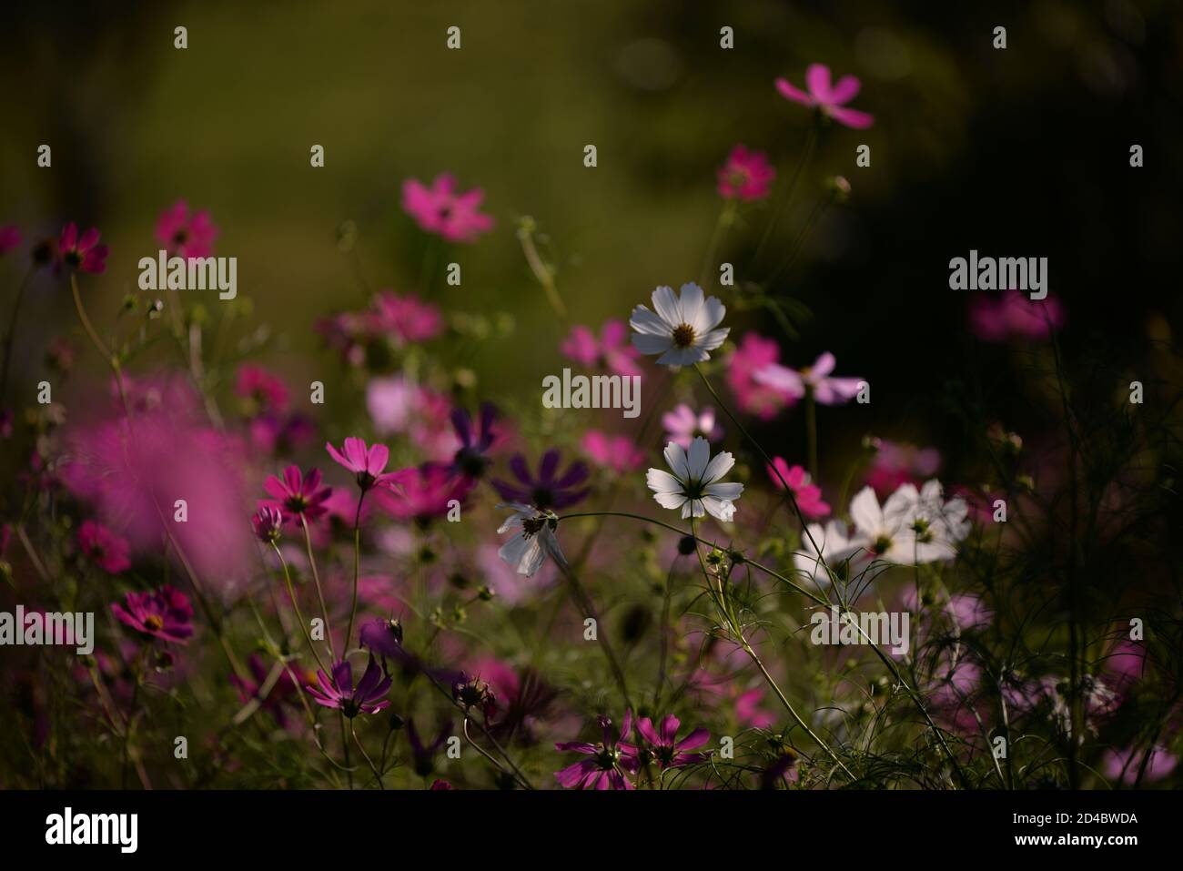 Beautifully blossomed Garden Cosmos flowers in the field Stock Photo ...