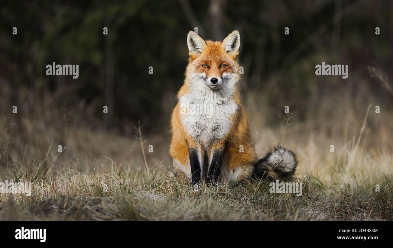 Calm red fox sitting on meadow in autumn nature. Stock Photo