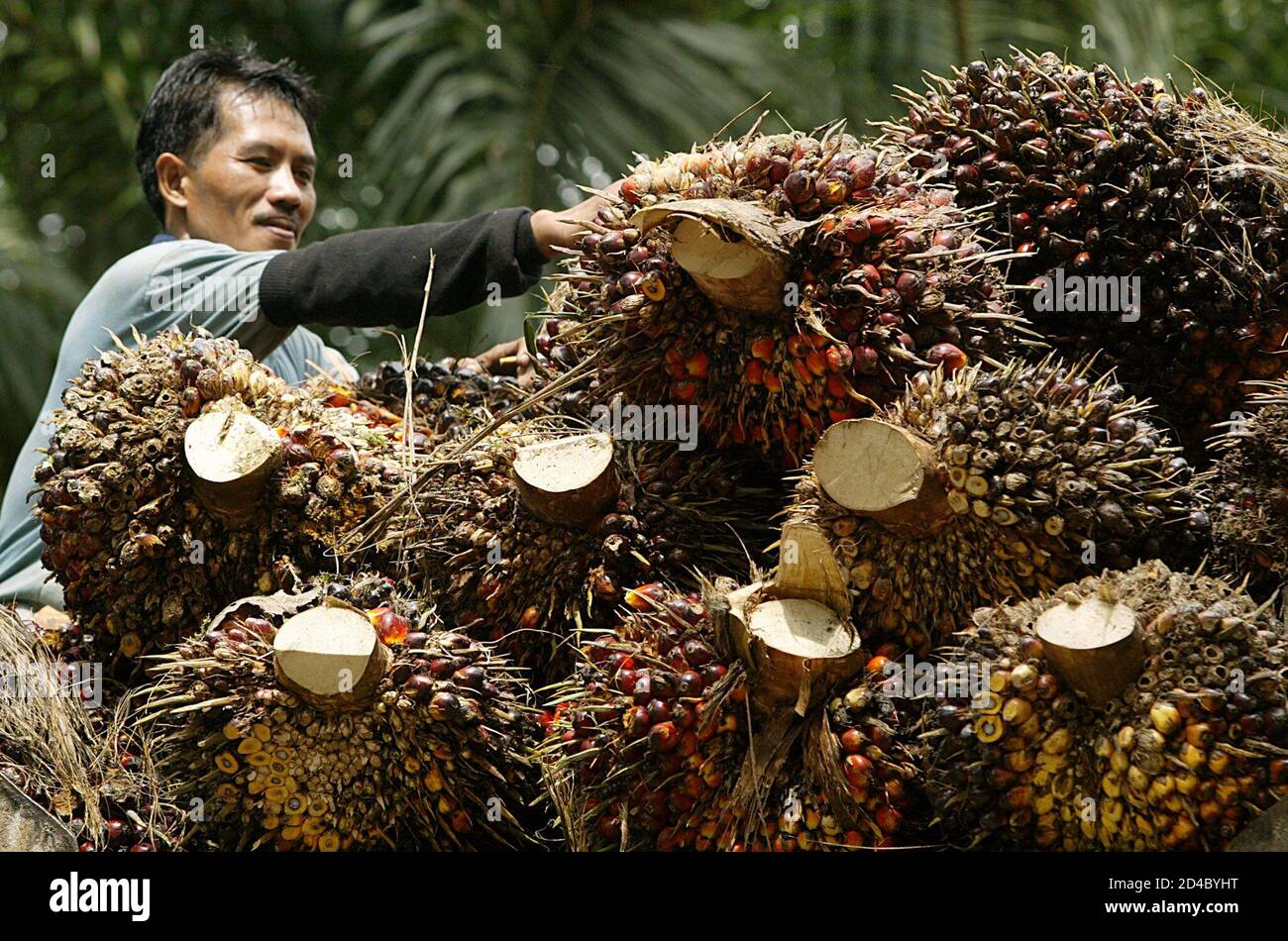 Palmoil plantation hires stock photography and images Alamy