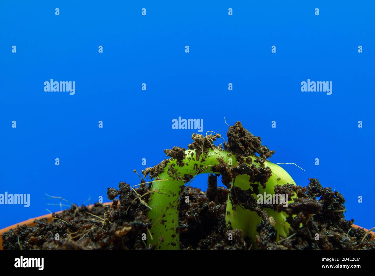 Young bean sprout comes out of the soil. Growing out of soil with blue background Stock Photo
