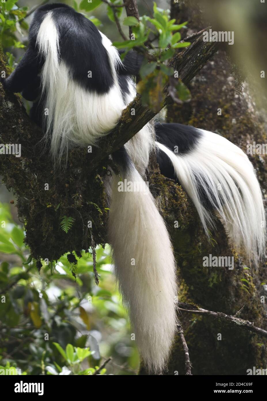 The backs  of black and white colobus monkeys, the mantled guereza (Colobus guereza) display their thick white mantels, necessary to keep warm on the Stock Photo