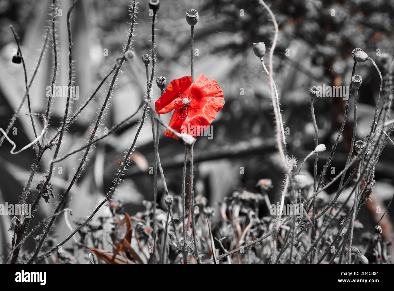 Red flower field hi-res stock photography and images - Alamy