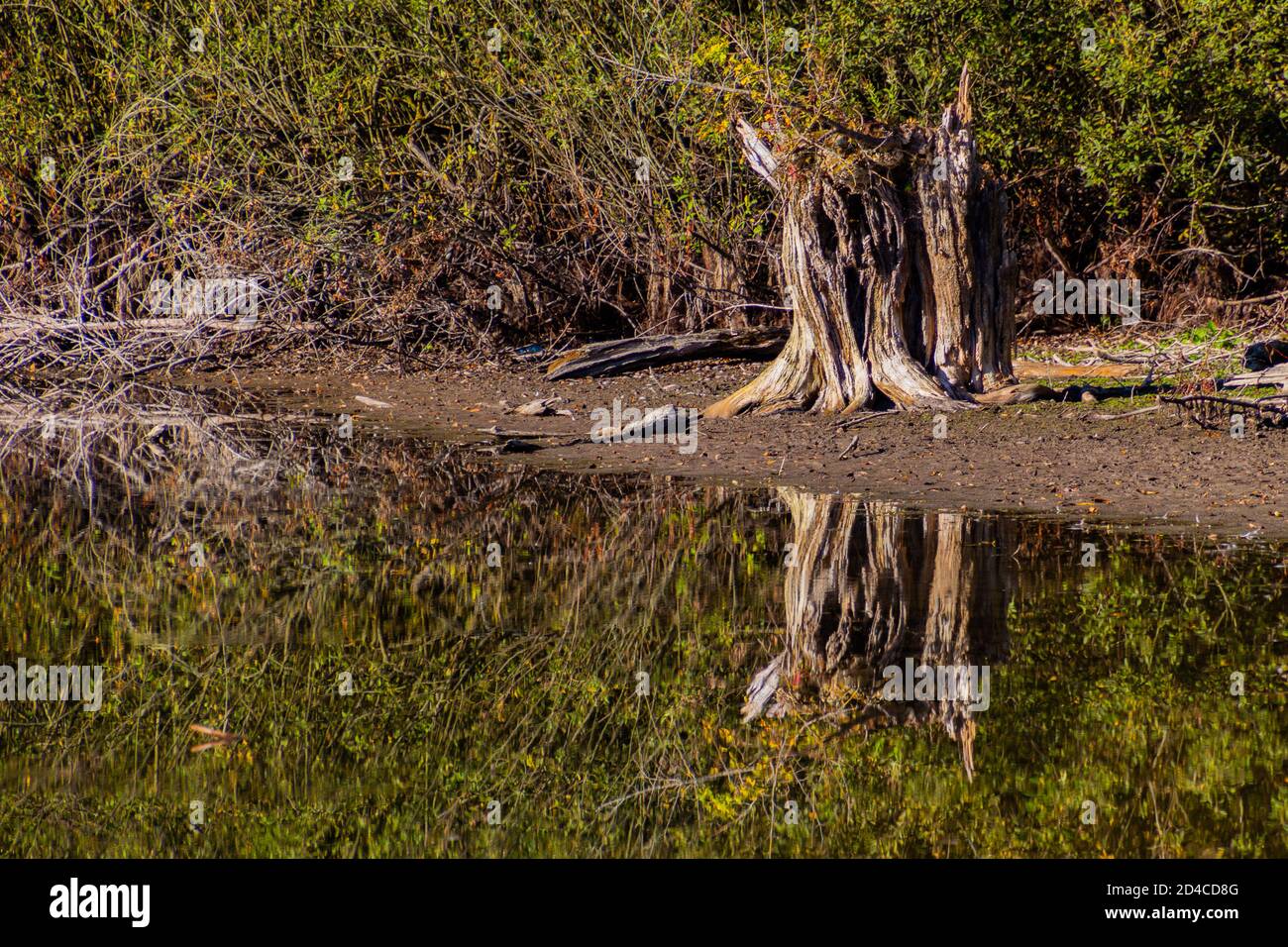 Old tree stump reflecting in the remaining water of a dried out lake Stock Photo