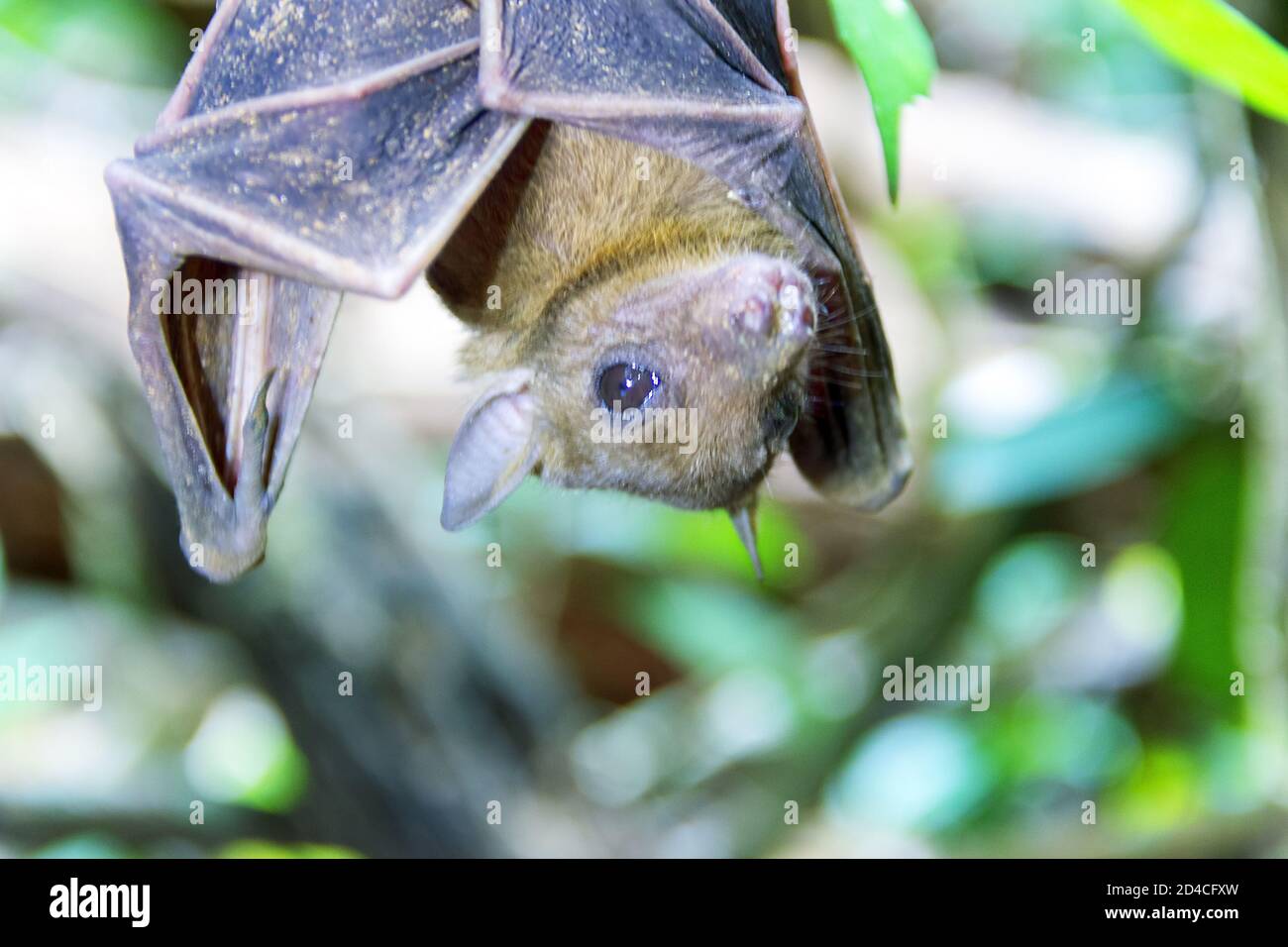Tropical Rainforest Vampire Bats