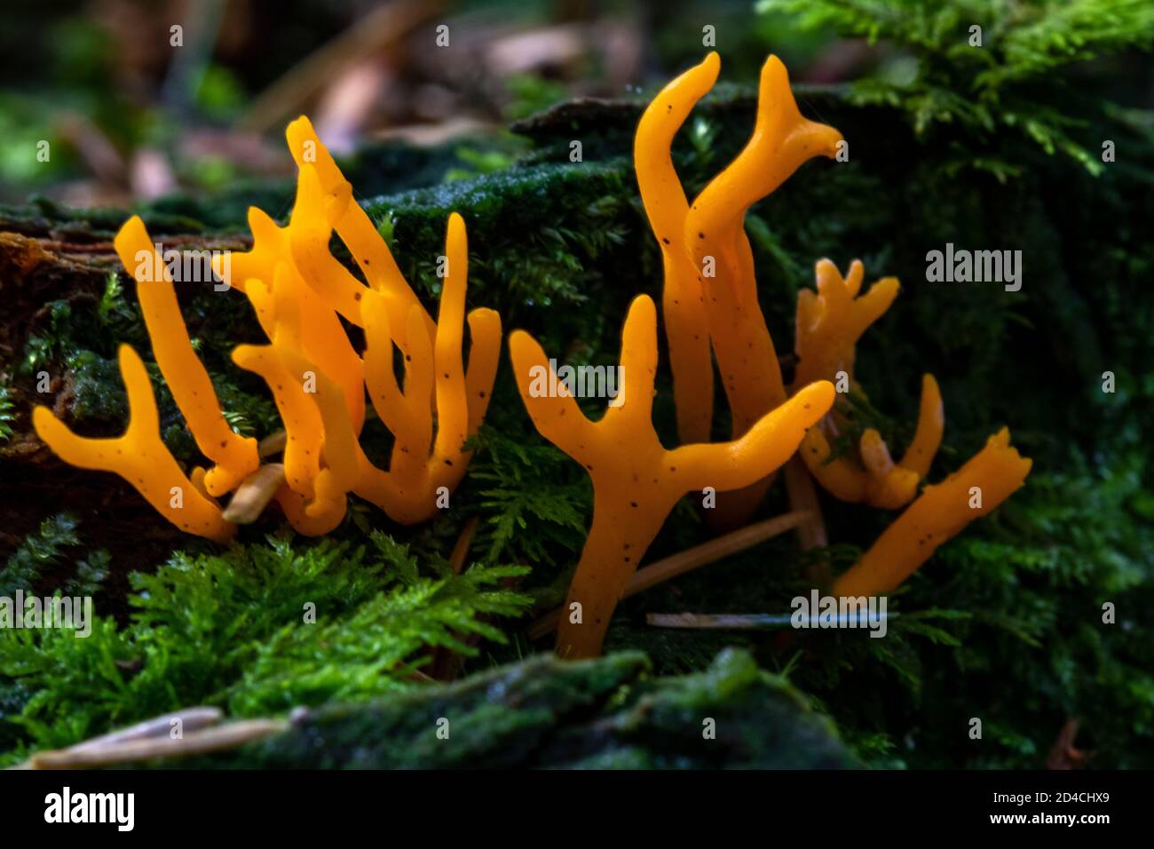 Bright Yellow Stagshorn Fungus (Calocera viscosa) Growing on a Rotting Pine Stump With Moss. Great Torrington, Devon, England. Stock Photo