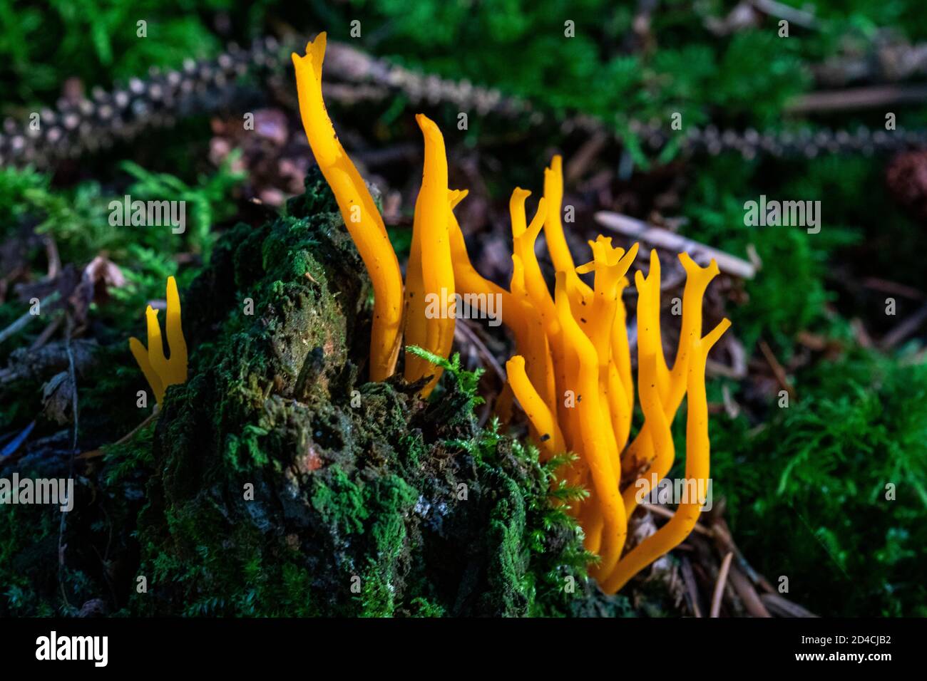 Bright Yellow Stagshorn Fungus (Calocera viscosa) Growing on a Rotting Pine Stump With Moss #2. Great Torrington, Devon, England. Stock Photo