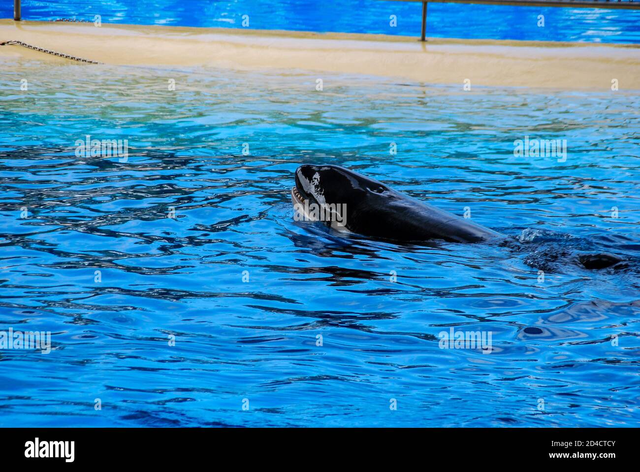dolphin in blue water, digital photo picture as a background Stock Photo