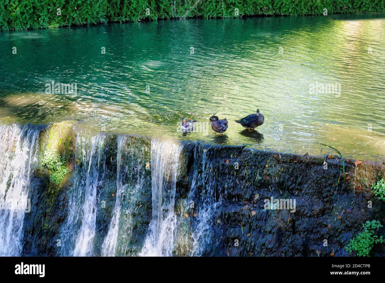 Mandarin Duck (Aix galericulata) and wild ducks on Nabao river waterway, Tomar, Santarem district, Portugal Stock Photo