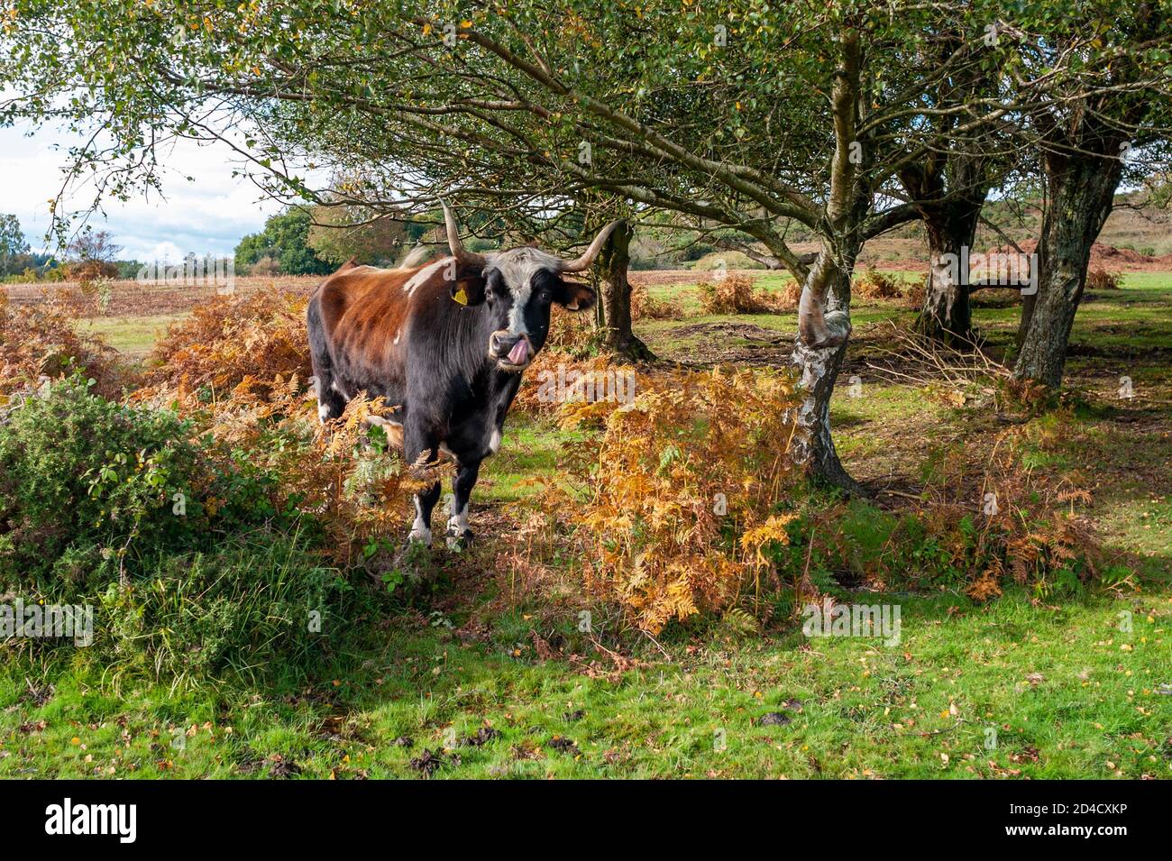 New Forest long-horned cow Stock Photo