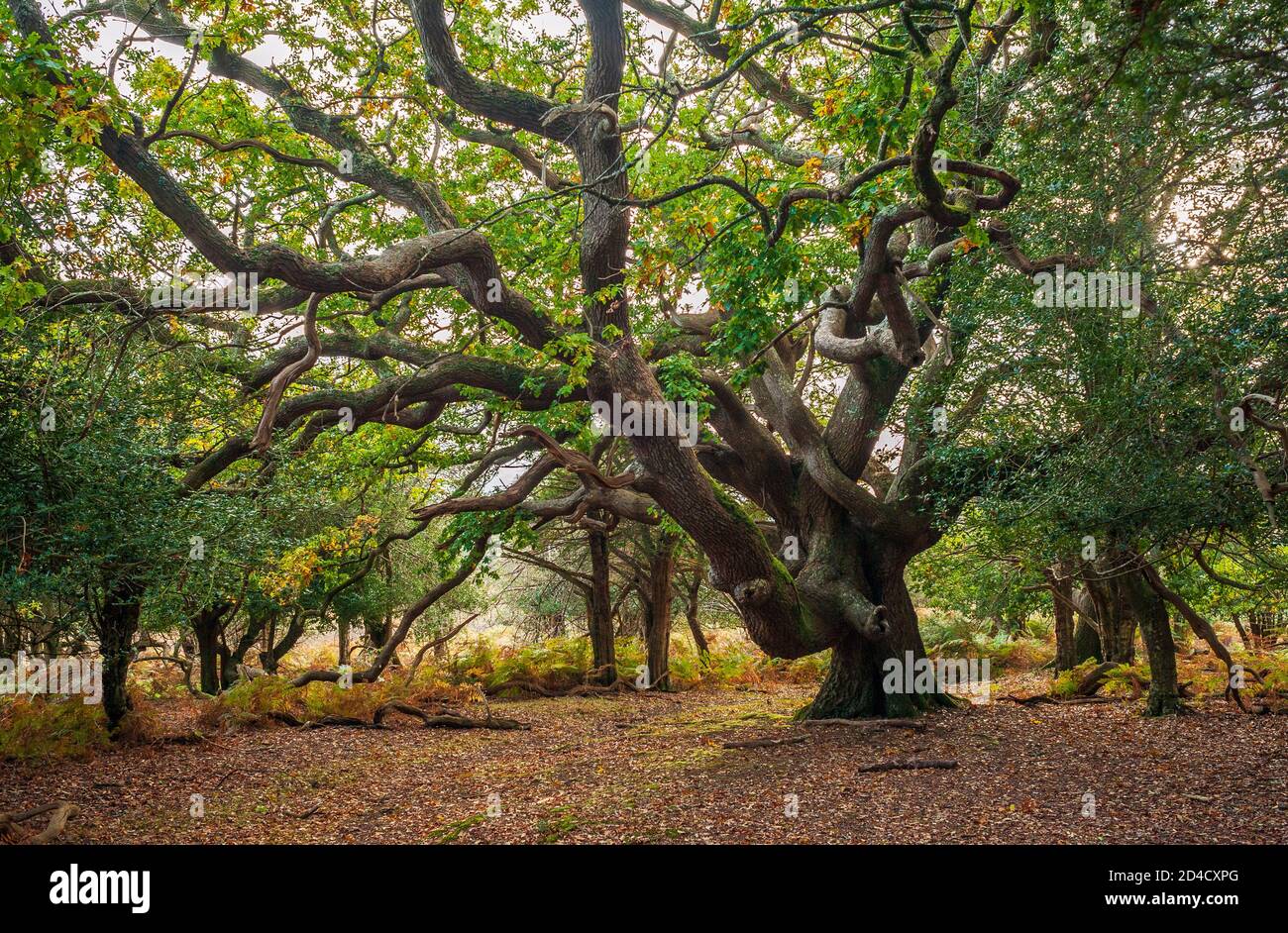 Ancient oak tree with twisting branches, New Forest Stock Photo