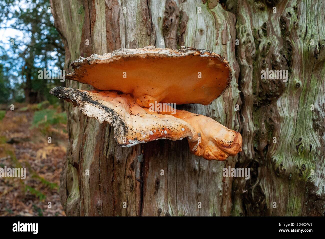 Open clam-shaped tree fungus in New Forest, UK Stock Photo