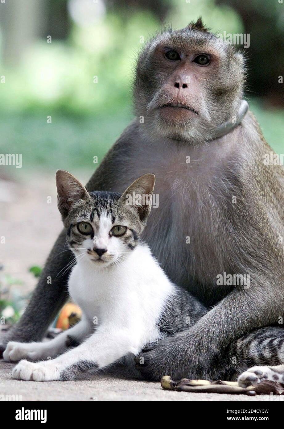 Piek A Four Year Old Monkey Checks One Year Old Pom For Lice At A Temple In The Thai City Of Ayutthaya 85 Km 53 Miles North Of Bangkok On August 7 02 Both Animals Were