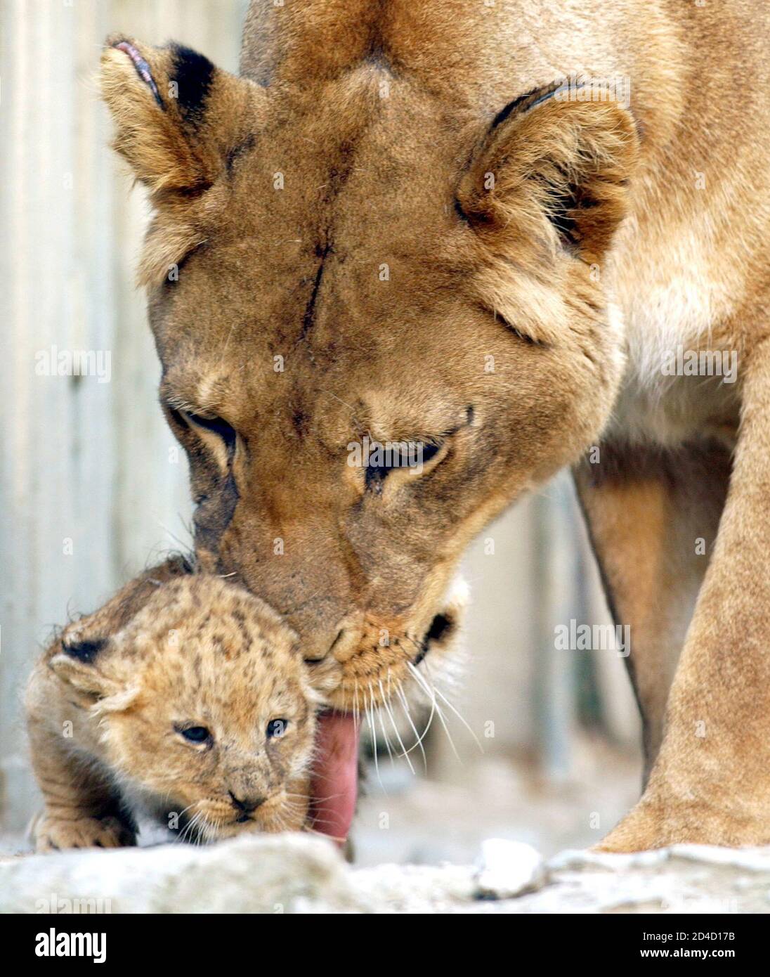 Lioness Stella licks one of her four-week-old cubs at the zoo al Maglio in Magliaso, Switzerland, March 6, 2003. The litter of three born on February 6 made their first public appearance at the zoo in southern Switzerland on Thursday. REUTERS/Remy Steinegger  RST/HM/ Stock Photo