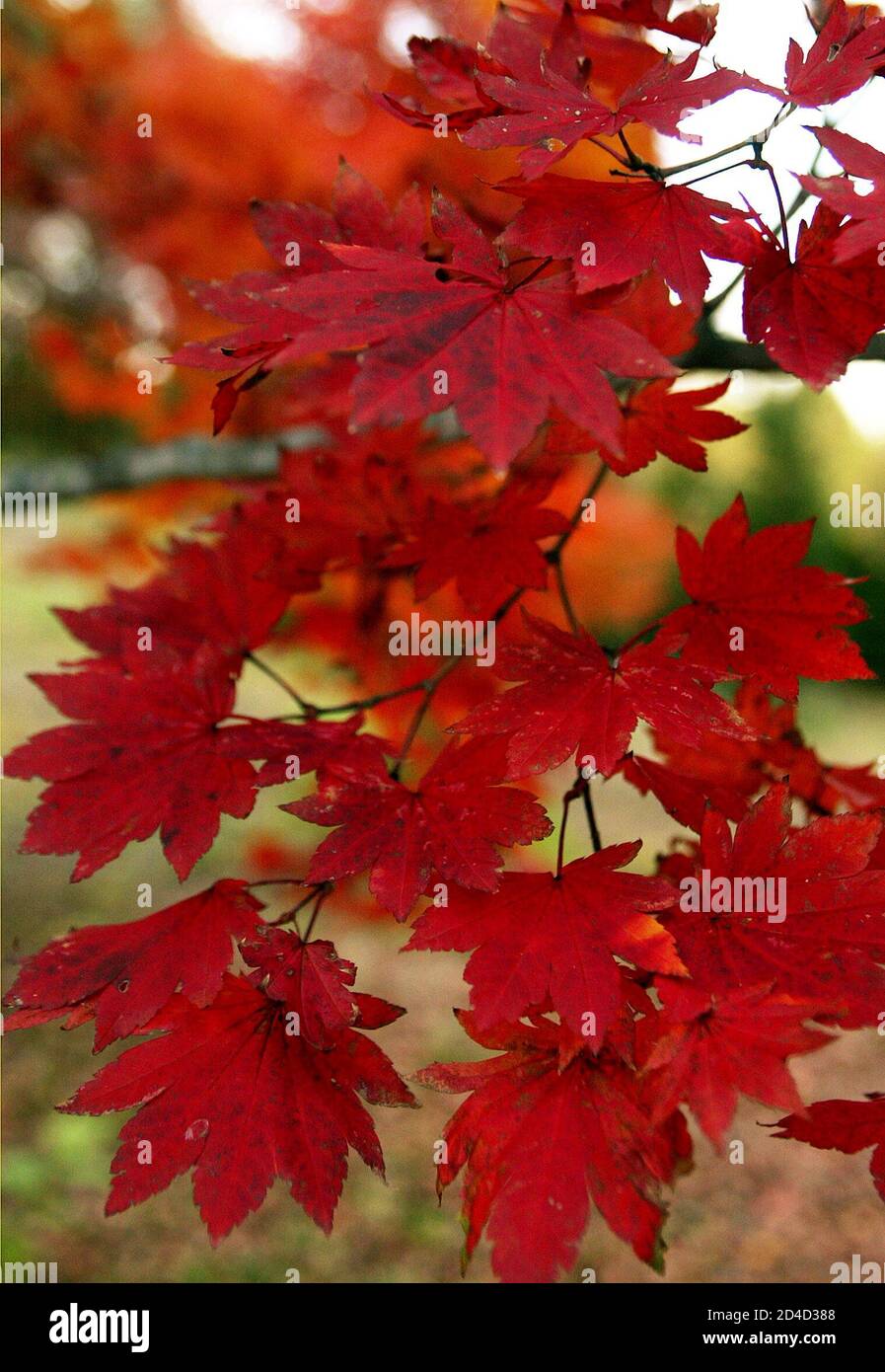 Japanese maple leaves colour the autumn countryside in Tsumagoi village, north of Tokyo October 25, 2003. Many Japanese are flocking to mountainous areas to enjoy viewing the scarlet maple leaves in their autumnal tints, now at their peak. Stock Photo
