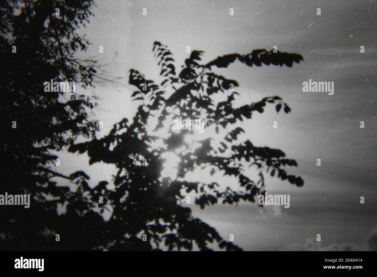 Fine 1970s vintage black and white photography of the forest and trees ...