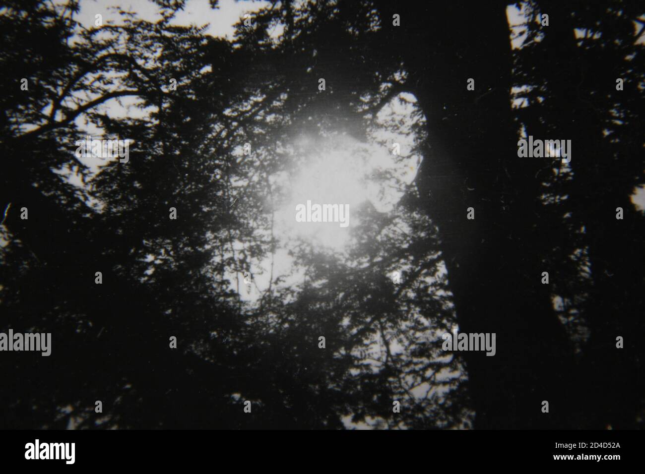 Fine 1970s vintage black and white photography of the forest and trees ...