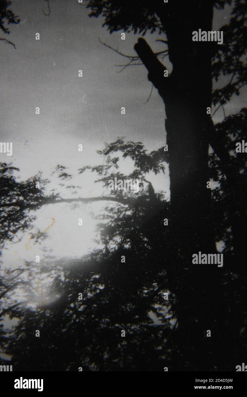 Fine 1970s vintage black and white photography of the forest and trees ...