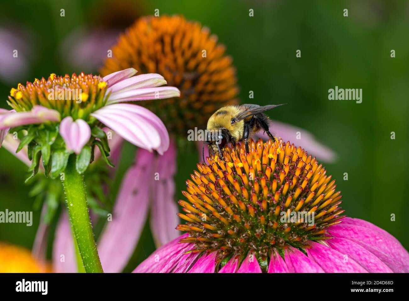 Bumble bee feeding on nectar from purple coneflower wildflower. Concept of insect and wildlife conservation, habitat preservation, and backyard flower Stock Photo