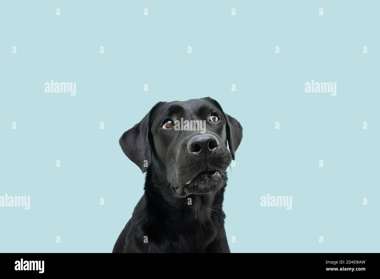 Funny black labrador hi-res stock photography and images - Alamy