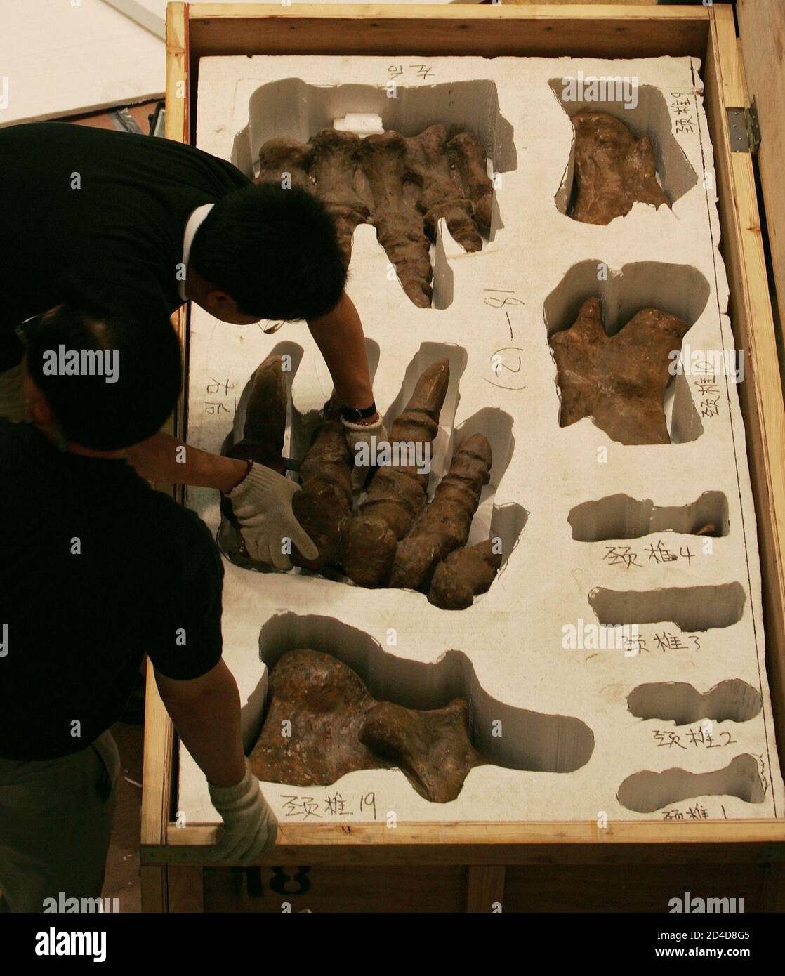 Mamenchisaurus Fossil High Resolution Stock Photography and Images Alamy