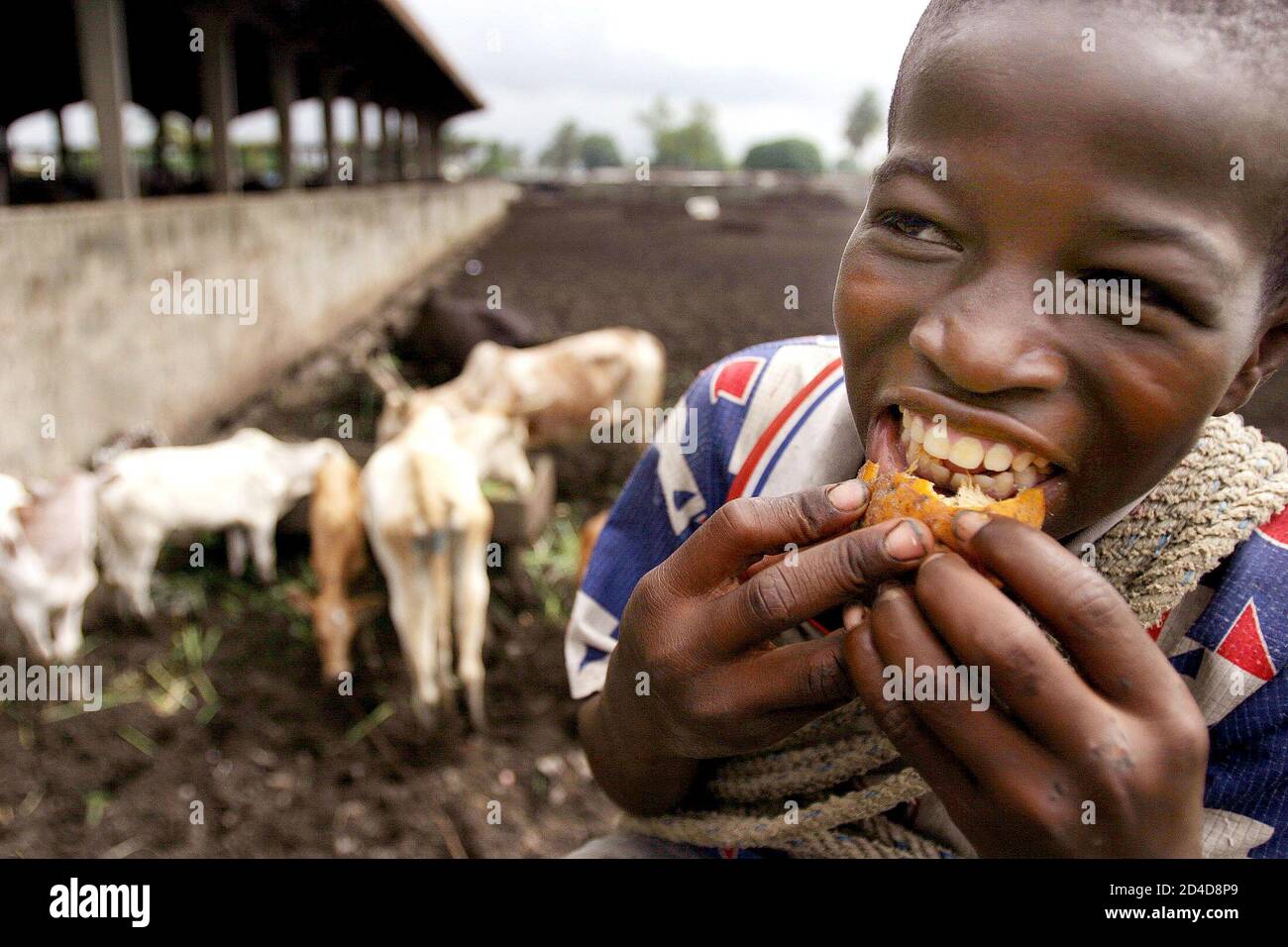 A boy eats fruit at a cattle slaughterhouse in the main city of Abidjan in Ivory Coast July 5, 2005. African Union (AU) heads of state urged a summit of rich nations to act rapidly to end poverty on the continent, saying they should implement all the proposals of a British-backed report on aid, trade and debt. 'The Assembly (of AU leaders) fully supports the recommendations contained in the Commission for Africa report,' read a resolution issued to reporters at the pan-continental organisation's half-yearly gathering of leaders. The report, commissioned by British Prime Minister Tony Blair for Stock Photo