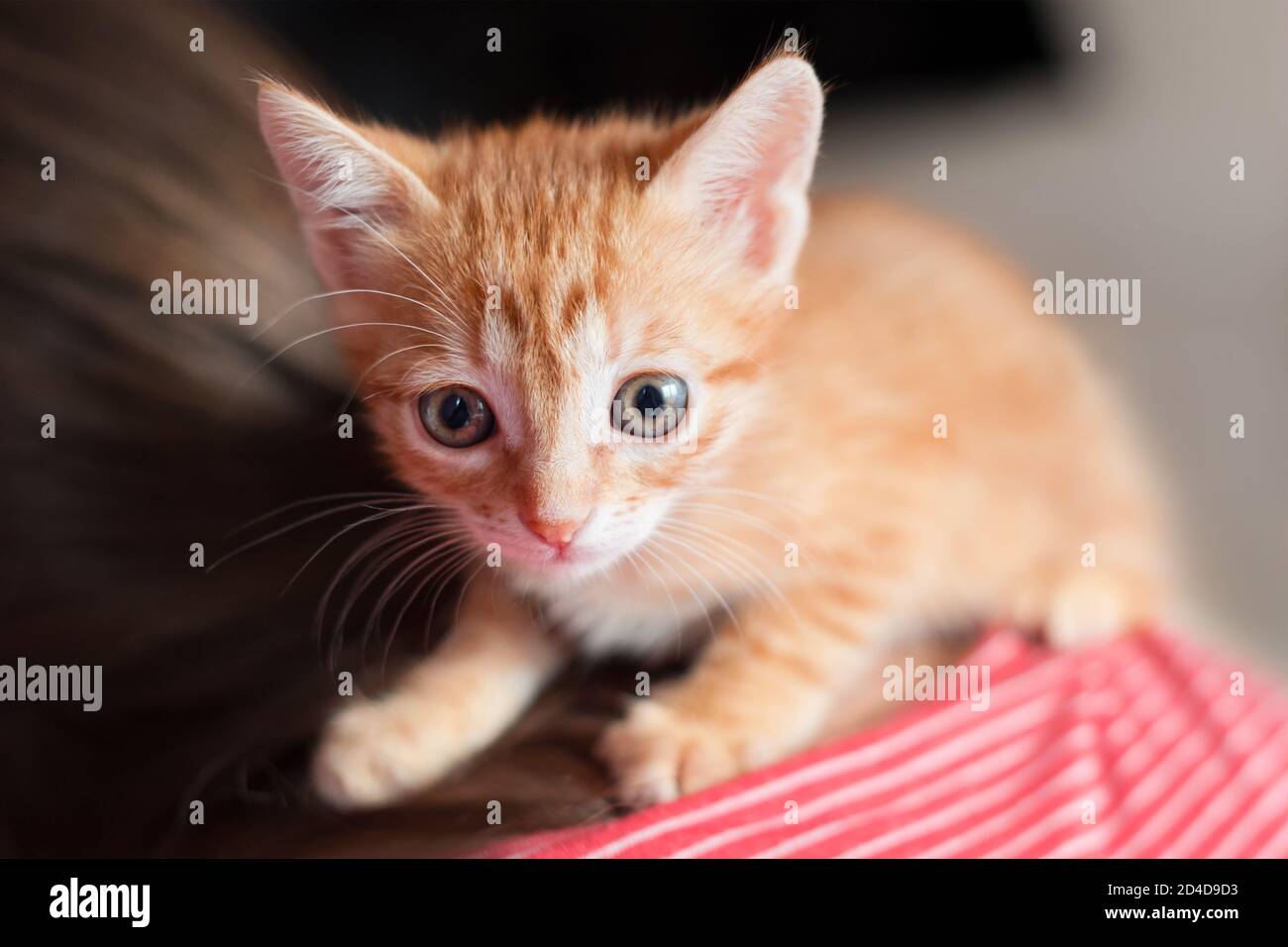 Cute little red kitten sitting his owner back. Small curious red cat looking the camera. Pets adoption and lifestyle concept Photo - Alamy