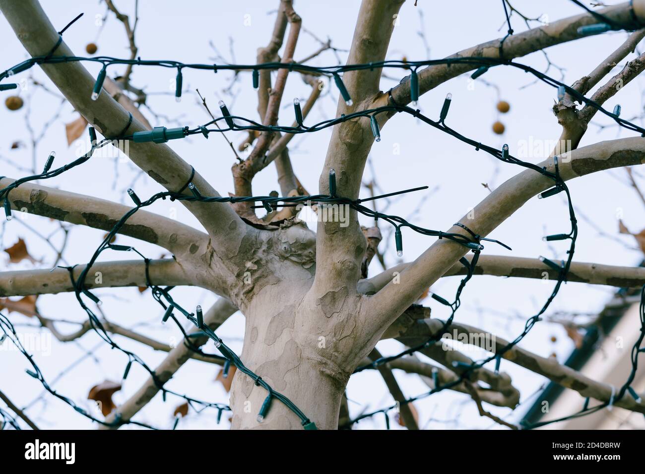 Cut out Christmas garland on a tree trunk in a park on the street. Stock Photo