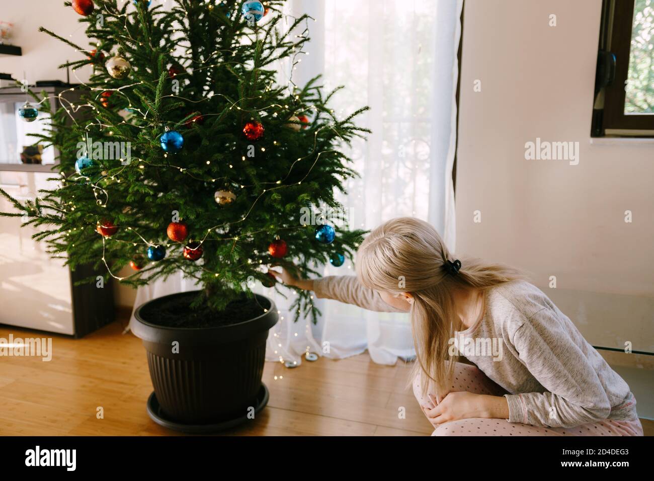 Living christmas tree in pot hires stock photography and images Alamy