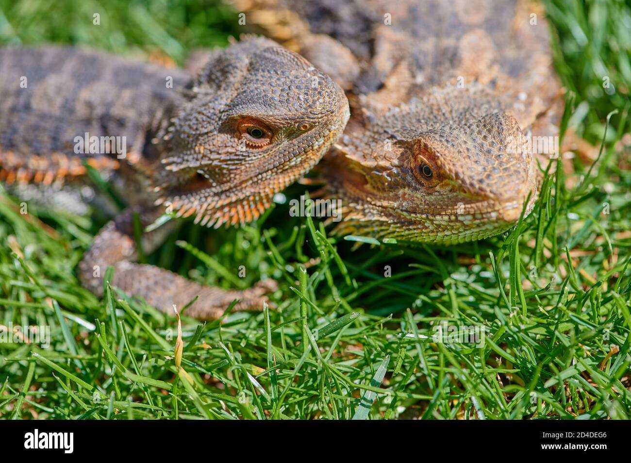two bearded dragons on a meadow Stock Photo Alamy