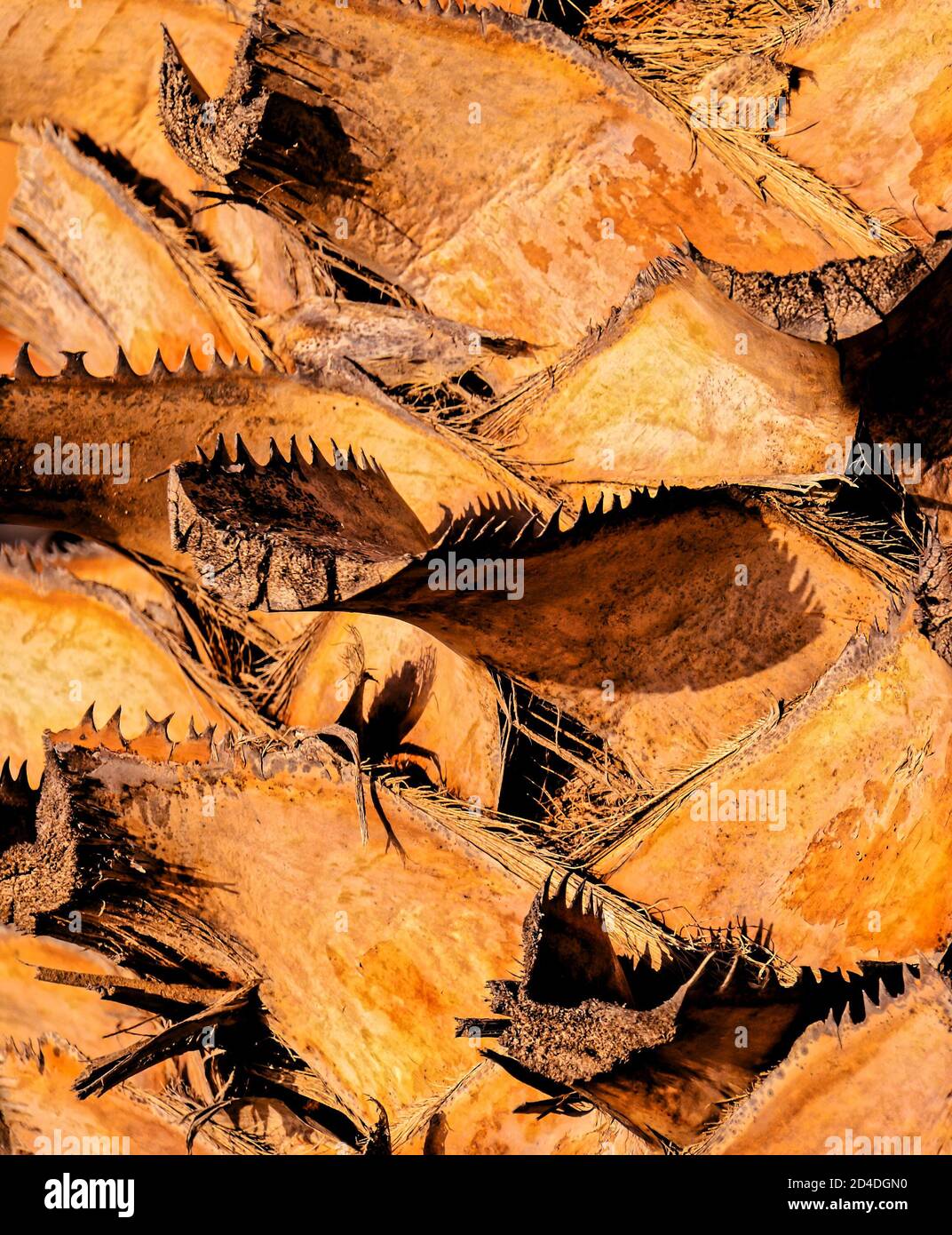 Macro of a Palm Tree Trunk Stock Photo - Alamy