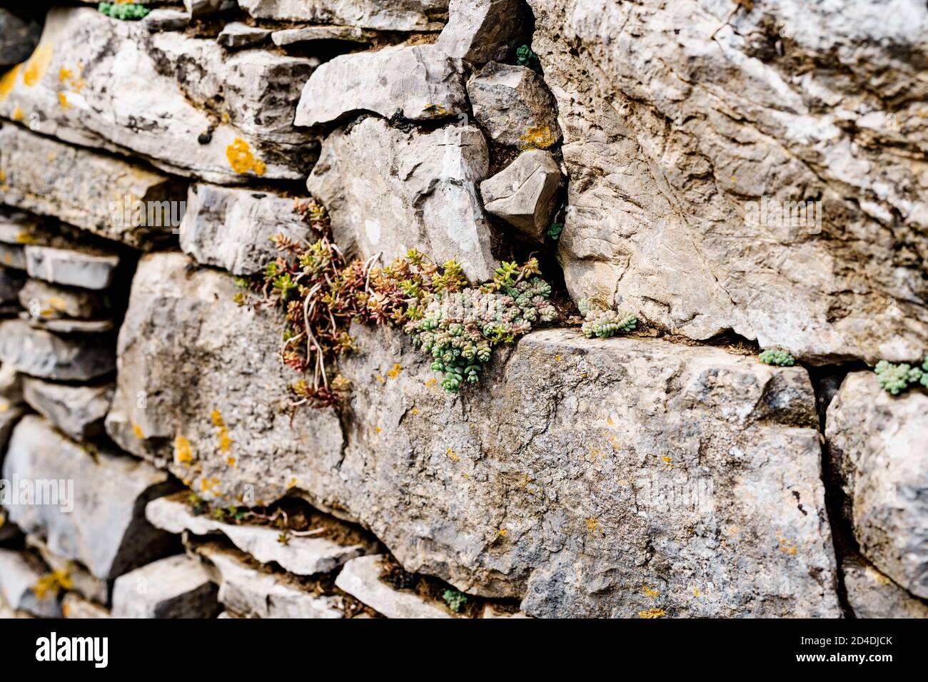 The wild Sedum succulent grows in a stone wall Stock Photo - Alamy