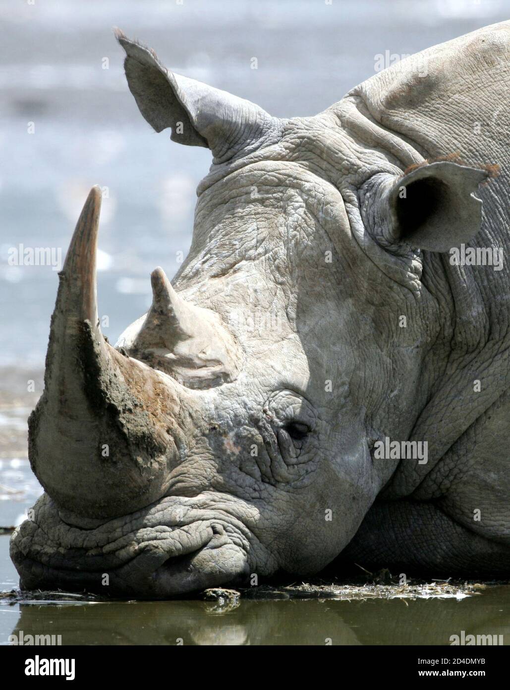 A square-lipped or white rhinocerus cools himself in the water of lake Nakuru, 120 km (74 miles) west of capital Nairobi, January 8, 2005. A new wave of poaching activities in key wildlife habitats in Kenya has killed several elephants and rhinos, the country's wildlife agency Kenya Wildlife Services (KWS) said. Even though Kenya has declared its elephants and rhinos endangered species and banned any trade on them or their products, the animals remain highly vulnerable to poaching, despite efforts by KWS to safeguard them. Kenya lost 15 of its 450 rhinos to poachers in the last year. REUTERS/R Stock Photo