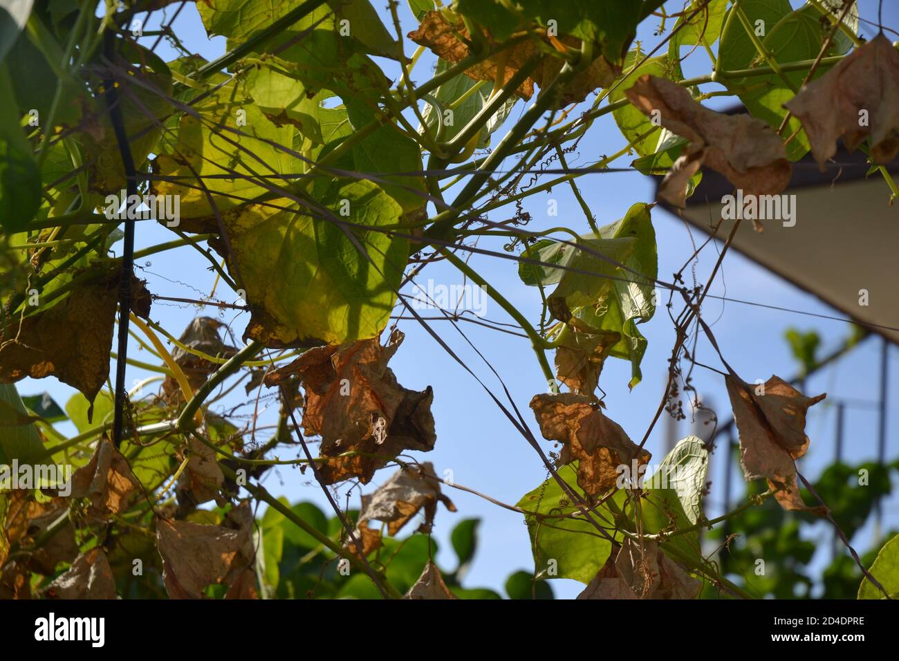 Chayote leaves in the blue sky background. Stock Photo
