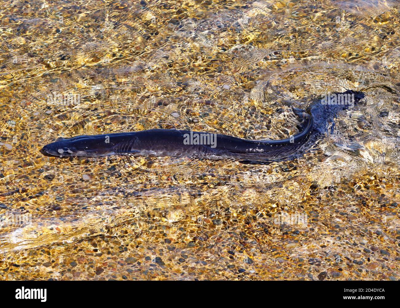 Conger eel swimming away in shallow water after being released from a lobster pot on the Isle of Mull, Scotland Stock Photo