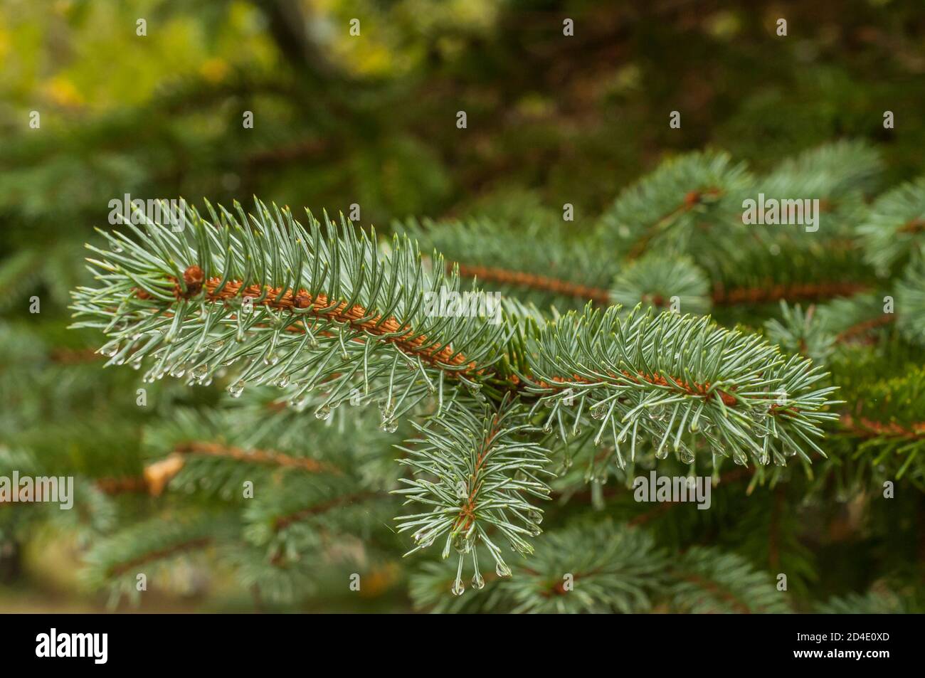 Picea pungens blue spruce branch with water drops closeup Stock Photo