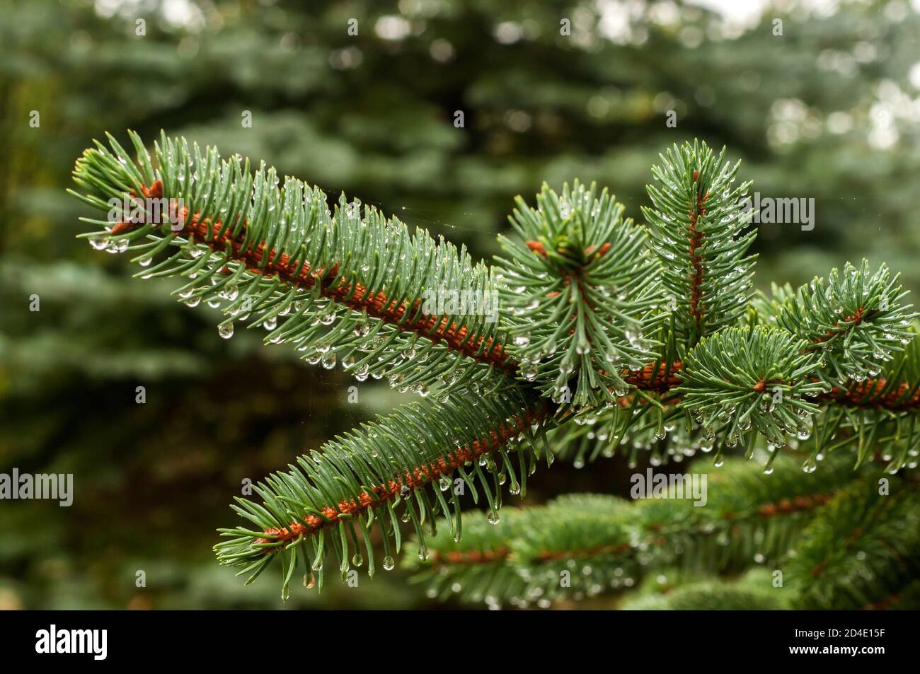 Picea pungens blue spruce branch with water drops closeup Stock Photo