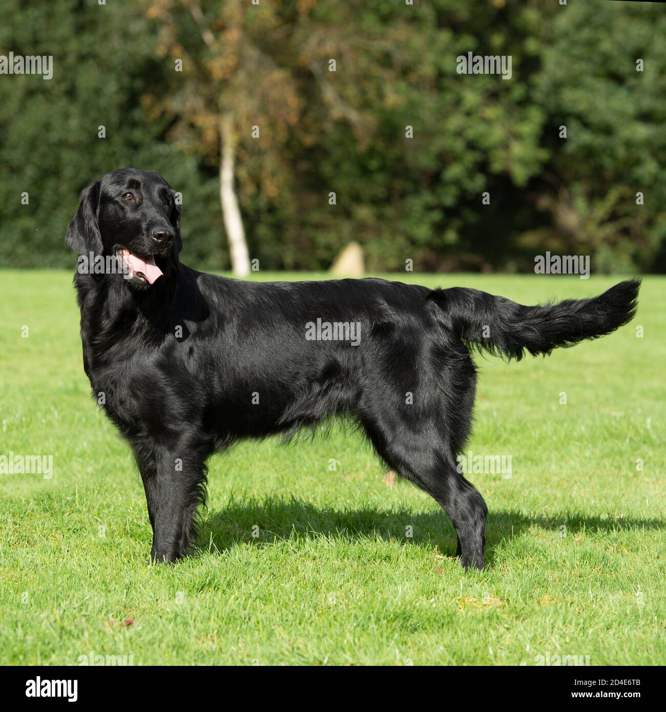 flatcoated retriever dog Stock Photo