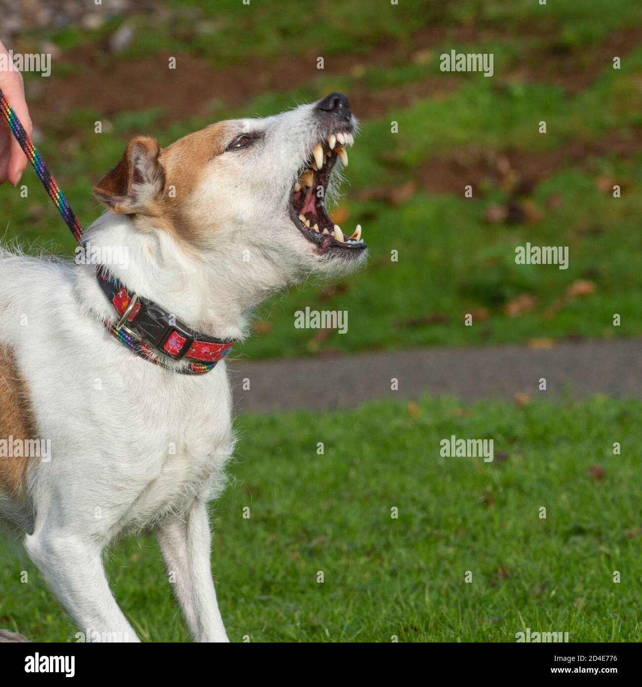 aggressive dog Stock Photo
