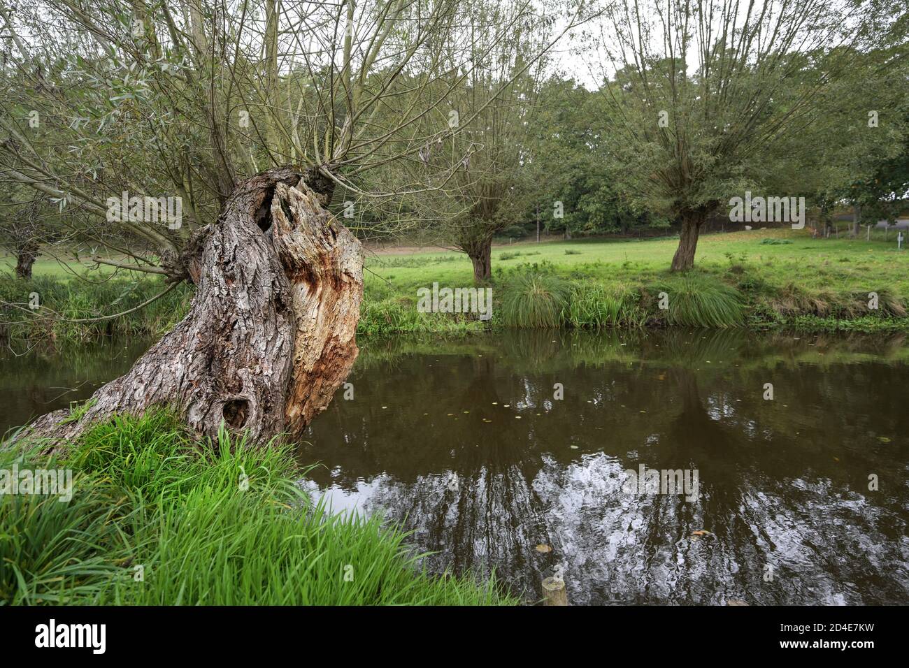 Old knotted willow trees (salix) on the banks of the river Warnow near Sternberg in Mecklenburg-Western Pomerania, Germany, copy space, selected focus Stock Photo